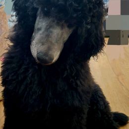 Blue boy - Blue male Poodle puppy in Hammond, Maine from Meadow Mt Poodles of Maine