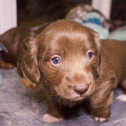 Nugget - Chocolate and cream male Dachshund puppy in North Reading, Massachusetts from The Well Tempered Dachshund