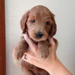 Hazel - Red  female Goldendoodle puppy in Auburn, California from Golden Acre Doodles