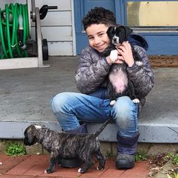 Australian Shepherd and Perro de Presa Canario Puppies from Lykaios Kennels