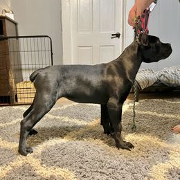 Cane Corso Puppies from Ridge Top Cane Corso
