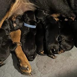 Rottweiler females - Black female Labrador Retriever puppy in Worland, Wyoming from Wind River Labrador’s