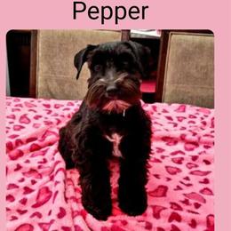 Pepper - Miniature Schnauzer