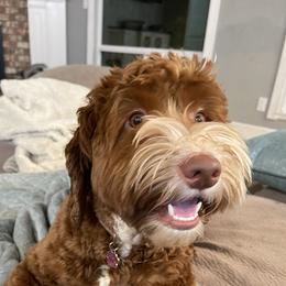 Zoey  - Australian Labradoodle