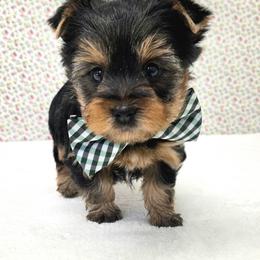 Roamie - Blue and gold male Yorkshire Terrier puppy in Monticello, Iowa from Ashley’s Puppies