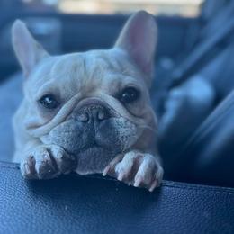 French Bulldogs from Prickly Pear Kennels