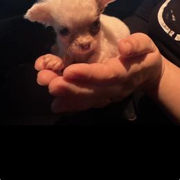 Luna - Fawn and white female Chihuahua puppy in Las Vegas, Nevada from Quality Poms Chihuahua Yorkies of Las vegas