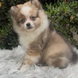 Johnny Cash - Tri-colored male Pomeranian puppy in Sandia, Texas from Broken Arrow Poms