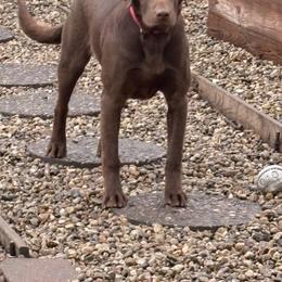 Stormy - Labrador Retriever