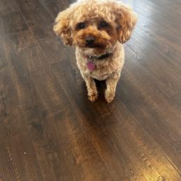 Belle - Poodle