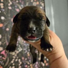 Brown collar Female - Fawn female Cane Corso puppy in St. Augustine, Florida from RG2 Cane Corsos
