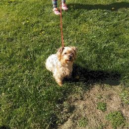 Yorkshire Terrier All Grown Up from Debbie's Yorkies
