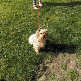 Yorkshire Terrier All Grown Up from Debbie's Yorkies
