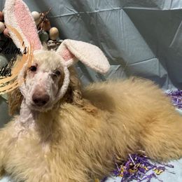 Cold Brew - Cream Poodle puppy in Buckhorn, Kentucky from Abner Farm’s Poodles