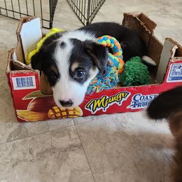 Pembroke Welsh Corgi Puppies from Surfside Corgis South Carolina