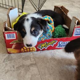 Pembroke Welsh Corgi Puppies from Surfside Corgis South Carolina