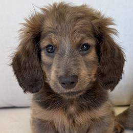 Beau - Blue and tan male Dachshund puppy in Bentonville, Arkansas from Boujee Buns Dachshunds