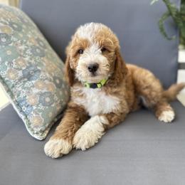 Bernedoodle and Goldendoodle Puppies from Doodles by Darren