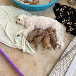 Goldendoodle Puppies from Angel’s Goldendoodle Pups