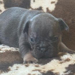 Asta - Tricolors female French Bulldog puppy in Philadelphia, Pennsylvania from Kiki Leigh Frenchies