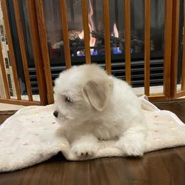 Coton de Tulear Puppies from Polar Pup Cotons