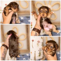Coco - Chocolate and tan male Yorkshire Terrier puppy in Cleveland, Tennessee from Moody’s Morkies and More