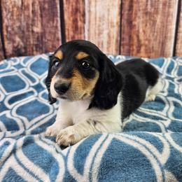 Kiaya - Piebald female Dachshund puppy in Malad City, Idaho from Mountain Sage Dachshunds