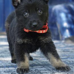 Storm - Bi-color male German Shepherd puppy in Muldrow, Oklahoma from Reizarf Kennels
