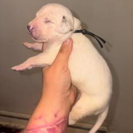 Wrath - White and liver brown male Dalmatian puppy in Toledo, Ohio from Exquisite Dalmatians & Standard Poodles