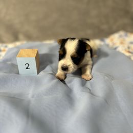 Boy 2 - Biewer Terrier puppy from Little Bear Creek Biewers