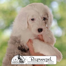 Rapunzel - Blue merle and white female Sheepadoodle puppy in Cleveland, Tennessee from Narrow Path Old English & Sheepadoodles