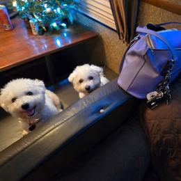 Bichon Frise puppies from Abbott Animals