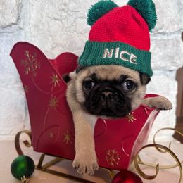 Green collar - Fawn male Pug puppy in Tucson, Arizona from Furever Friends