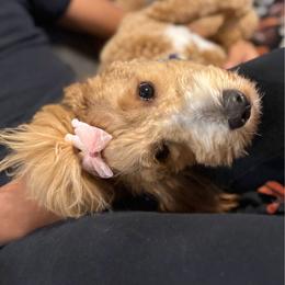 Goldendoodle puppies from J’s Goldendoodles