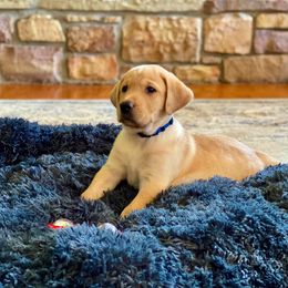 Labrador Retriever Puppies from Green Acres Labradors