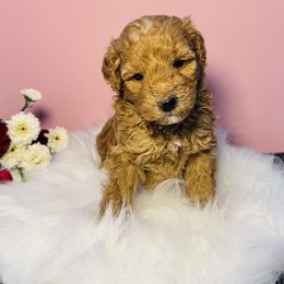 Rio - Red  female Poodle puppy in Ohio from Moore Poodles