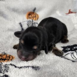 Toby - Black and cream male Dachshund puppy in Anaconda, Montana from Williams Family Dachshunds