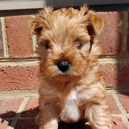 Lucha (Russian Salon Dog) - Red sable male Havanese puppy in Kinston, North Carolina from Court Jester Havanese and Prissy Diva Russian Salon Dogs