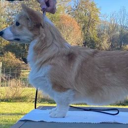Pembroke Welsh Corgi Puppies from 24k Corgis