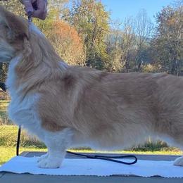 Pembroke Welsh Corgi Puppies from 24k Corgis