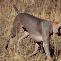 Weimaraner All Grown Up from Megan's Weimaraners