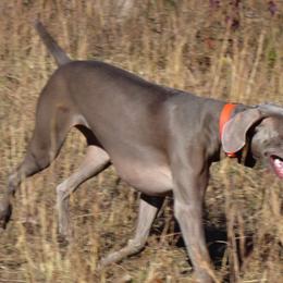 Weimaraner All Grown Up from Megan's Weimaraners