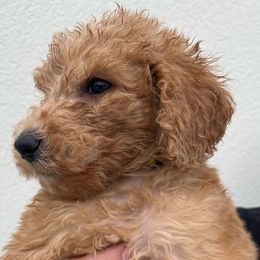 Lime - Red  Goldendoodle puppy in Fort Worth, Texas from Shapa Breeding