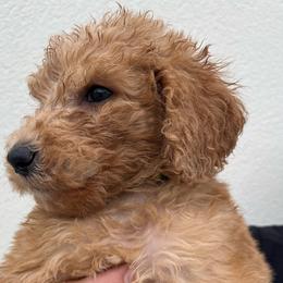 Lime - Red  Goldendoodle puppy in Fort Worth, Texas from Shapa Breeding