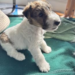 Wire Fox Terrier Puppies from Rick Cavanaugh