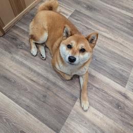 Shiba Inu puppies from Cornerpost Shiba Inus