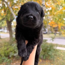 Velma - Black female German Shepherd puppy in Perrysburg, Ohio from Fancy GSDs