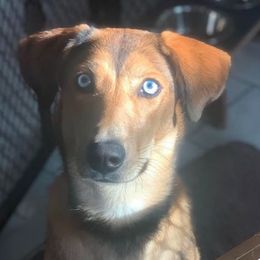 Koko - Siberian Husky