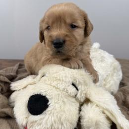 5th pick boy (Red) - Dark golden male Golden Retriever puppy in Petaluma, California from Contango Goldens