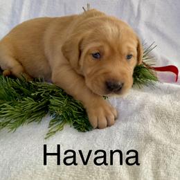Havana - Yellow female Labrador Retriever puppy in Mineral, Virginia from Canine Assist